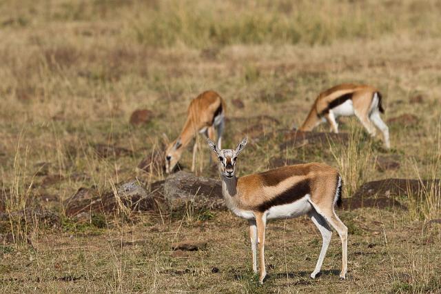 038 Kenia, Masai Mara, thomsongazelle.jpg